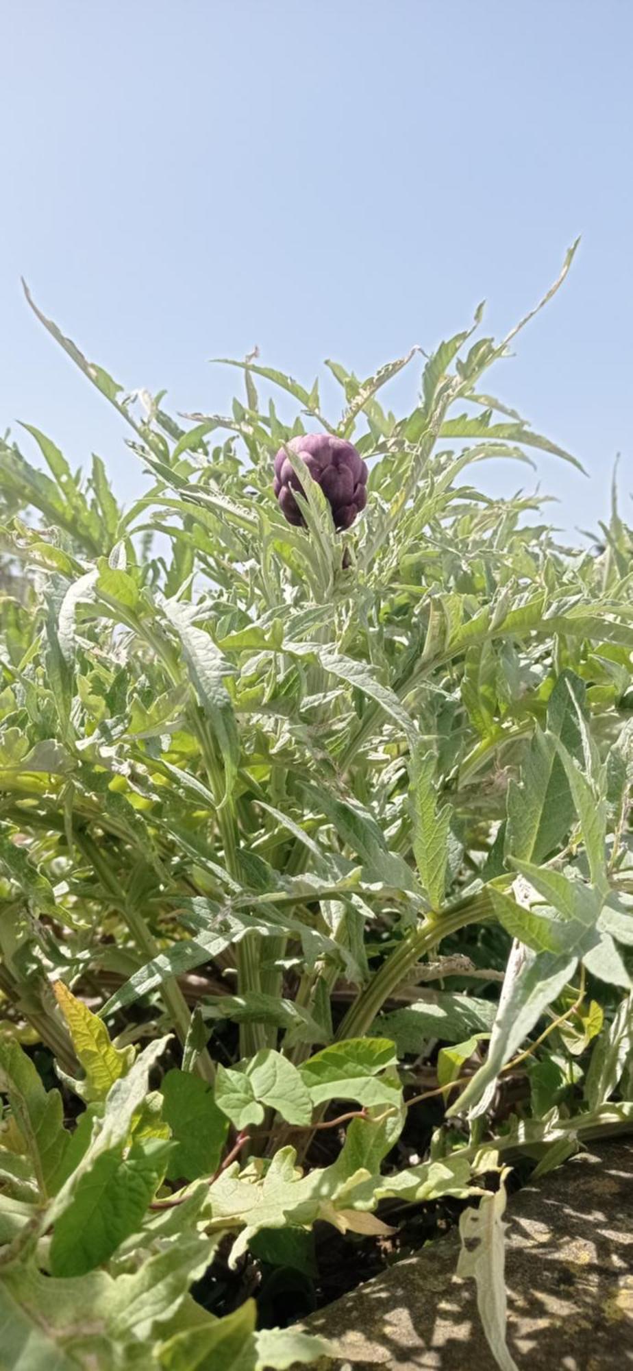 La Pica Marina Anacapri 아파트 외부 사진